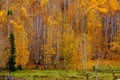 Betula platyphylla forest in Xinjiang