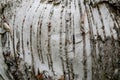 Betula platyphylla, wood texture and background