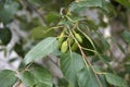 Betula pubescens branch close up