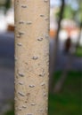 Betula pubescens - European white birch