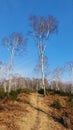 Betulla tree pathway cervello mountain Royalty Free Stock Photo