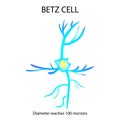Betz cell. Neuron. Nerve cell. Infographics. Vector illustration on isolated background.
