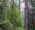 Beuaitulf Green Landscape with Glowing Sun Through the Pine Trees Royalty Free Stock Photo