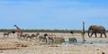 Very busy waterhole teeming with animals including giraffes, elephant, zebra, sprinbok and ostrich Royalty Free Stock Photo