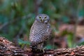 Beuatiful bird Spotted owlet on branch in park Royalty Free Stock Photo