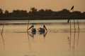 Beuatiful birds on Delta Danube, Romania