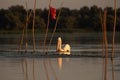 Beuatiful birds on Delta Danube, Romania