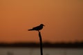 Beuatiful birds on Delta Danube, Romania