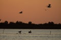 Beuatiful birds on Delta Danube, Romania