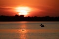 Beuatiful birds on Delta Danube, Romania