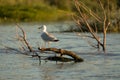 Beuatiful birds on Delta Danube, Romania Royalty Free Stock Photo