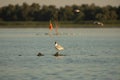 Beuatiful birds on Delta Danube, Romania Royalty Free Stock Photo