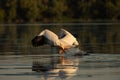 Beuatiful birds on Delta Danube, Romania Royalty Free Stock Photo