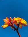 Beuatiful bloom with the blue sky background Royalty Free Stock Photo