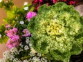 Brassica oleracea ornamental cabbages flower Royalty Free Stock Photo