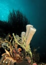 Beuatiful coral sponge at gorontalo