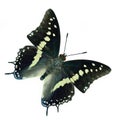 Beuatiful dark to grey wings butterfly with pale yellow and white stripe isolated on white backgroiund, black rajah