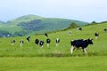 Cows - Beautiful countryside in Dorset, UK Royalty Free Stock Photo