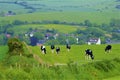 Cows and Beautiful countryside in Dorset, UK Royalty Free Stock Photo