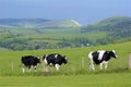 Cows and Beautiful countryside in Dorset, UK Royalty Free Stock Photo