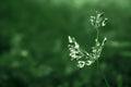 Beuatiful grass  flower blooming autumn ,spring ,nature wallpaper relax nature background Royalty Free Stock Photo