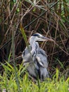 A majestic heron hides in reeds by the river