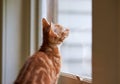 A beuatiful small ginger red tabby kitten looking through a window