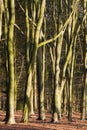 Beukenbos, Woodland Royalty Free Stock Photo