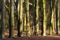 Beukenbos, Woodland Royalty Free Stock Photo
