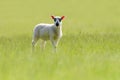 Beulah Speckled-Faced Lamb In Grassland