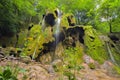 Beusnita waterfall in the forest in summer, Romania Royalty Free Stock Photo