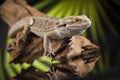 Root Bearded Dragon, Agama Lizard on black mirror background Royalty Free Stock Photo