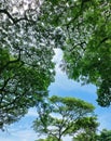 Beutiful Blue Sky and Trees Royalty Free Stock Photo