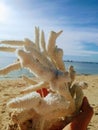 Beutiful coral