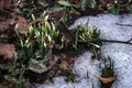 Beutiful first snowdrops closeup view. Spring landscape
