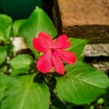 beutiful flower with red petal in the garden and beetwen of the brick