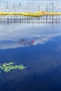 Beutiful flowers bloom on the Inle lake Royalty Free Stock Photo