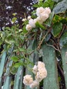 Beutiful flowers on the fence