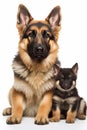 Beutiful German Shepard Dog with Baby