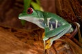 Beutiful red-eyed frog female Royalty Free Stock Photo