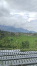beutiful green and green ricefield and mountains in garut city Royalty Free Stock Photo