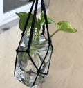 A beutiful hanging plant in jar