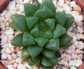 Beutiful haworthia cactus in flower pot