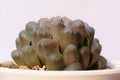 Beutiful haworthia cactus in flower pot Royalty Free Stock Photo