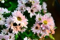 Beutiful light pink chrysanthemum flowers