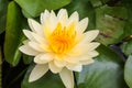 Beutiful Lotus Flower. Royalty Free Stock Photo