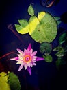 Leaf flower resort water petals lotus blue pink green outdoor outing river pond