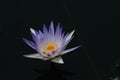 beutiful lotus fowers in thailand