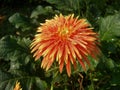 Beutiful orange yellow sunflower