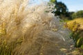 Beutiful Pennisetum alopecuroides - ornamental grass, fountain grass, selective focus.